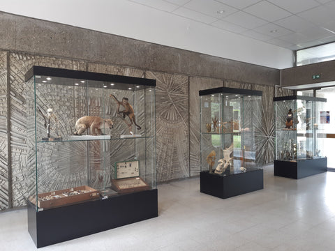 High display case on plinth with lighting - MUS120S